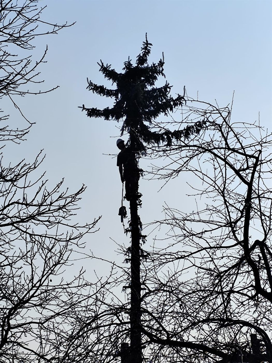 Wycinka drzewa prowadzona z kosza podnośnika koszowego